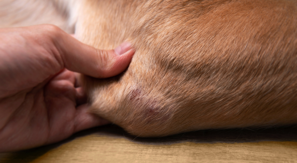 Joint Problems In Dogs How to Spot the Signs of Joint Problems in Your Dog and What to Do Abo ...