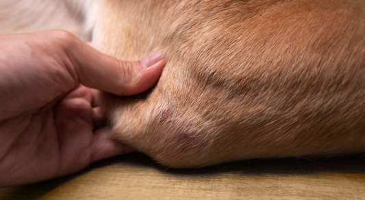 How to Spot the Signs of Joint Problems in Your Dog and What to Do About It