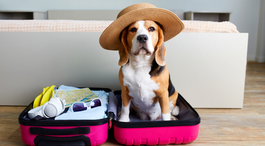 Discover the Best Dog-Friendly Holidays in the UK with AniVatio