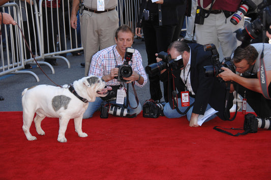 10 Famous UK Celebrities Who Love Dogs as Much as You Do