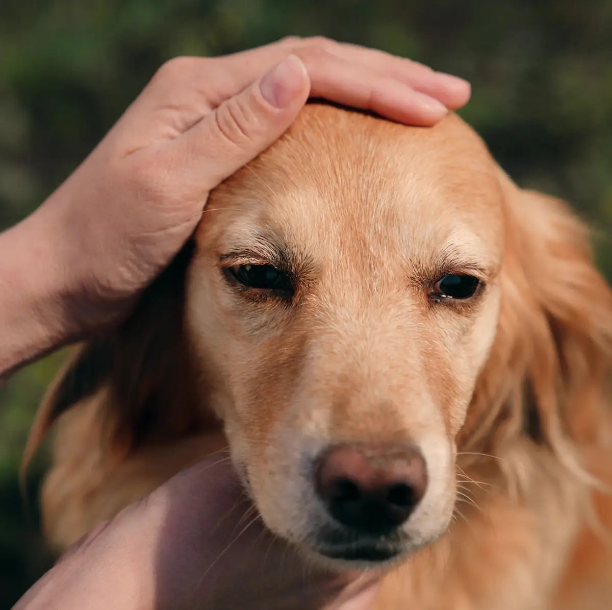 Dog Gut Health