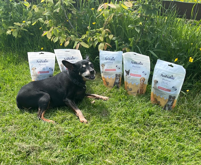 ProJoint Salmon Soft Chews